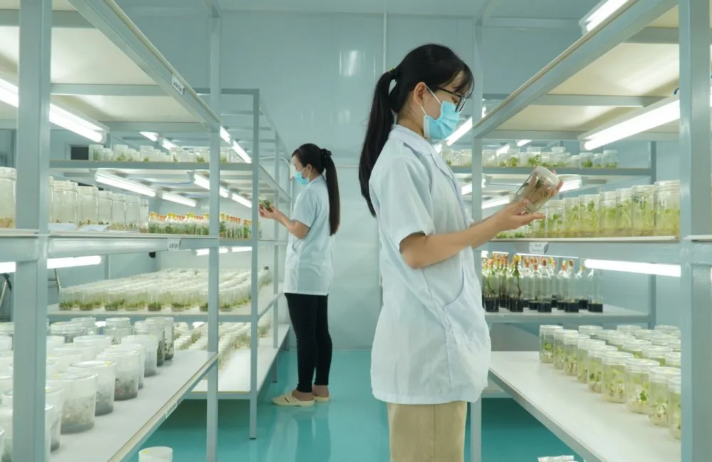 Vai trò của phòng nuôi cấy mô