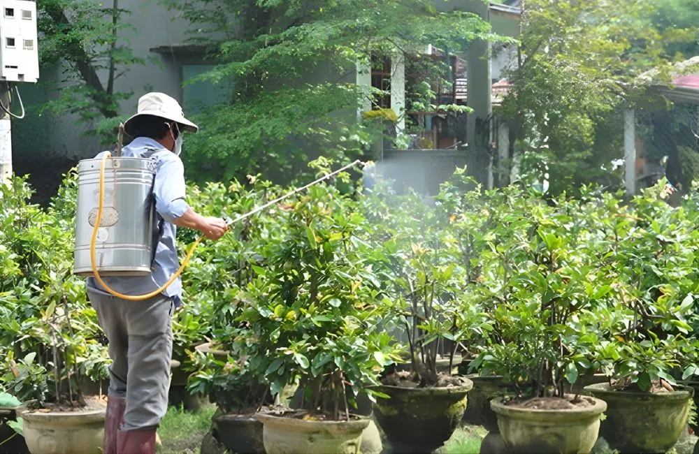 Xịt bọ trĩ cho mai