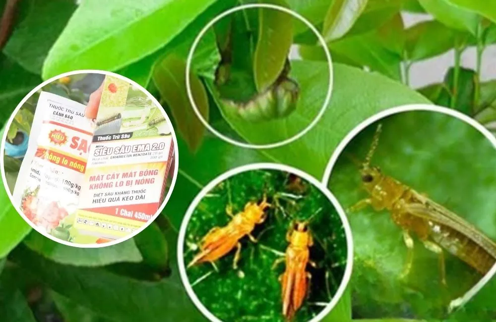Xịt bọ trĩ cho mai