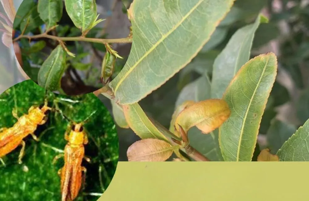 Xịt bọ trĩ cho mai