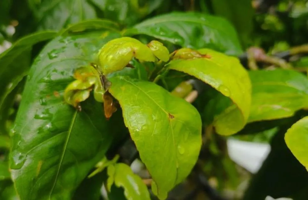 Xịt bọ trĩ cho mai