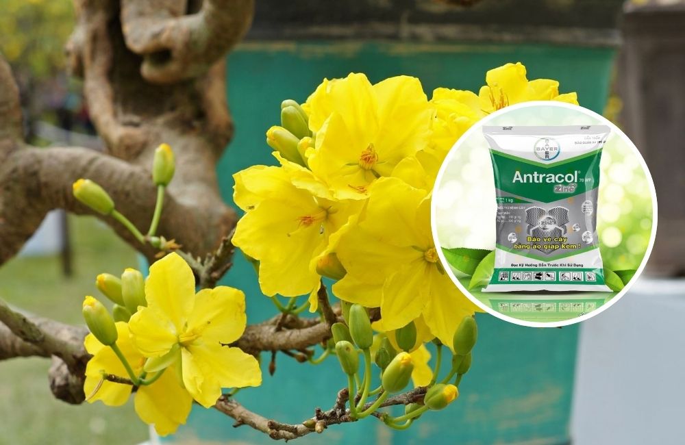 Xịt thuốc sau cắt đôn mai