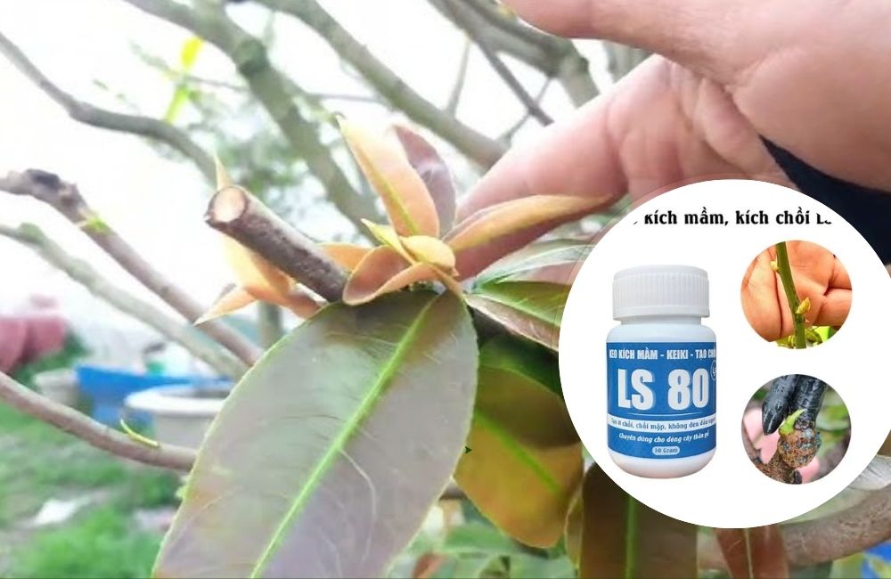 Xịt thuốc sau cắt đôn mai