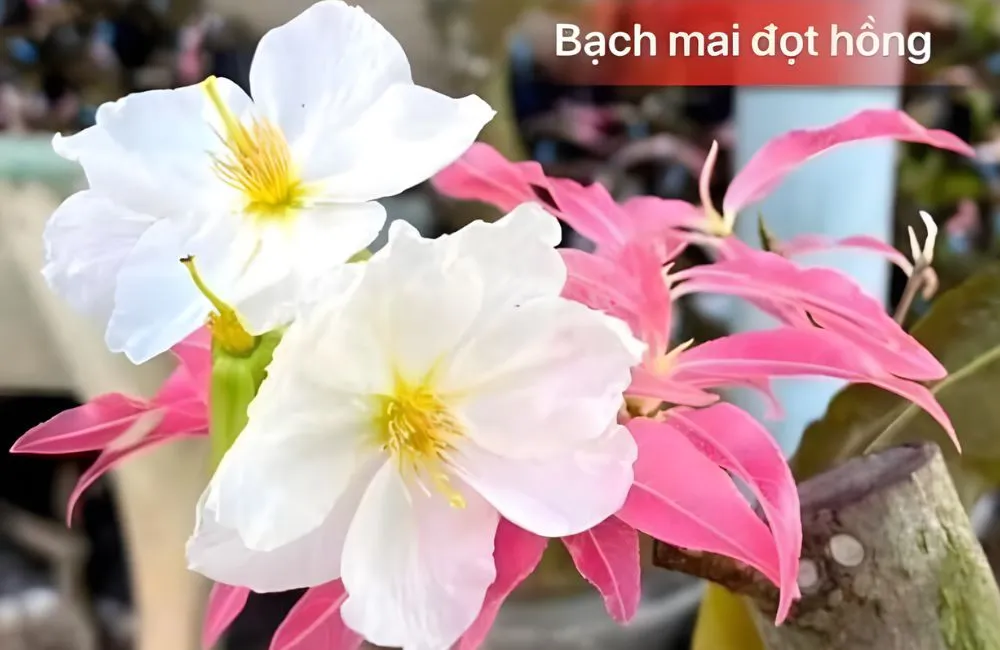 Bạch mai đọt hồng