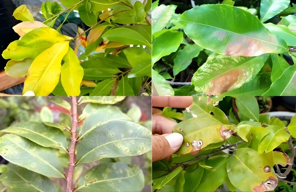 Các bệnh thường gặp trên cây mai cúc hương chùm
