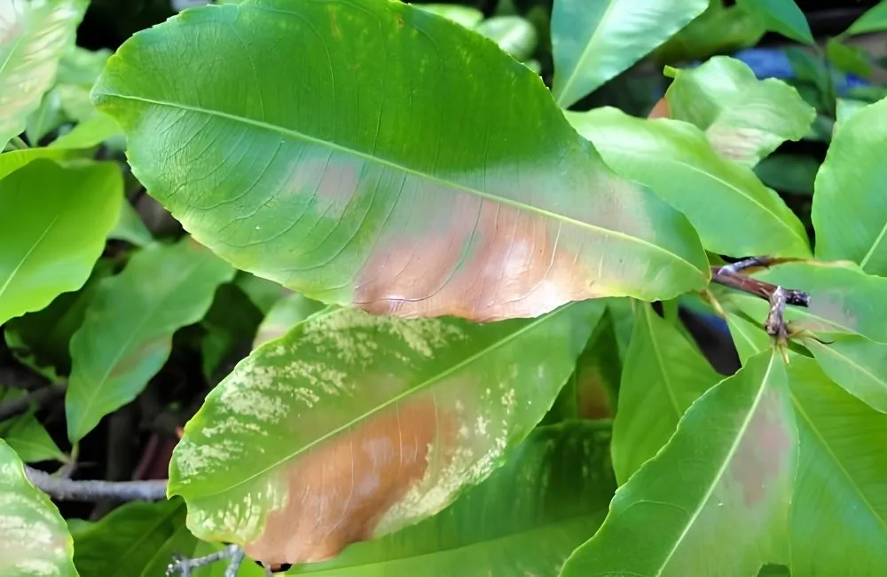Kinh nghiệm phòng bệnh lâu dài cho Mai Cúc Thọ Hương