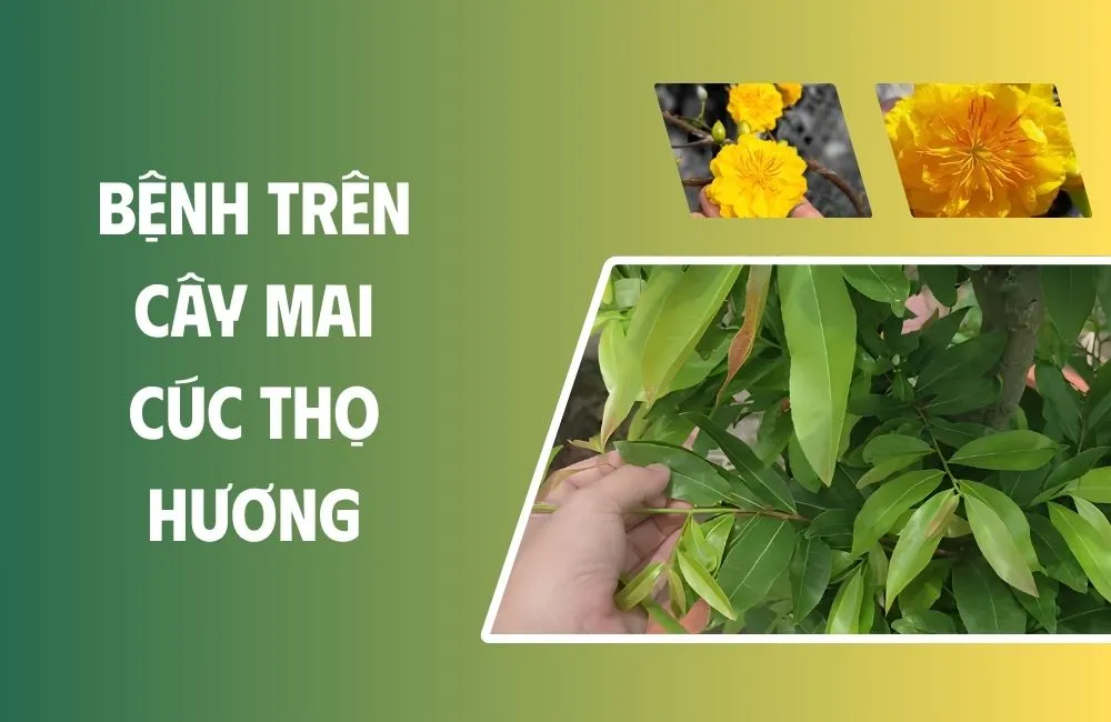 Tổng quan về bệnh hại trên cây Mai Cúc Thọ Hương