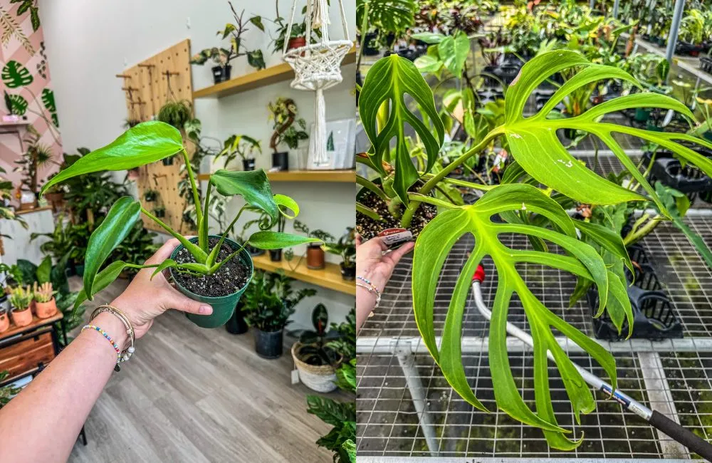 Cách trị bệnh hiệu quả cho Monstera cấy mô