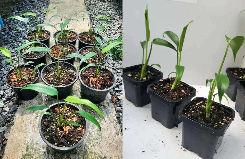 Kinh nghiệm phòng bệnh lâu dài cho Monstera Burle Marx Flame