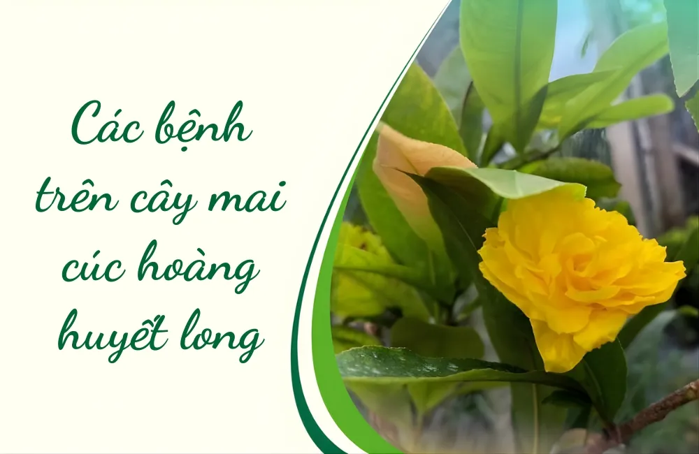 Đặc điểm sinh trưởng của Mai cúc hoàng huyết long và nguy cơ phát sinh bệnh
