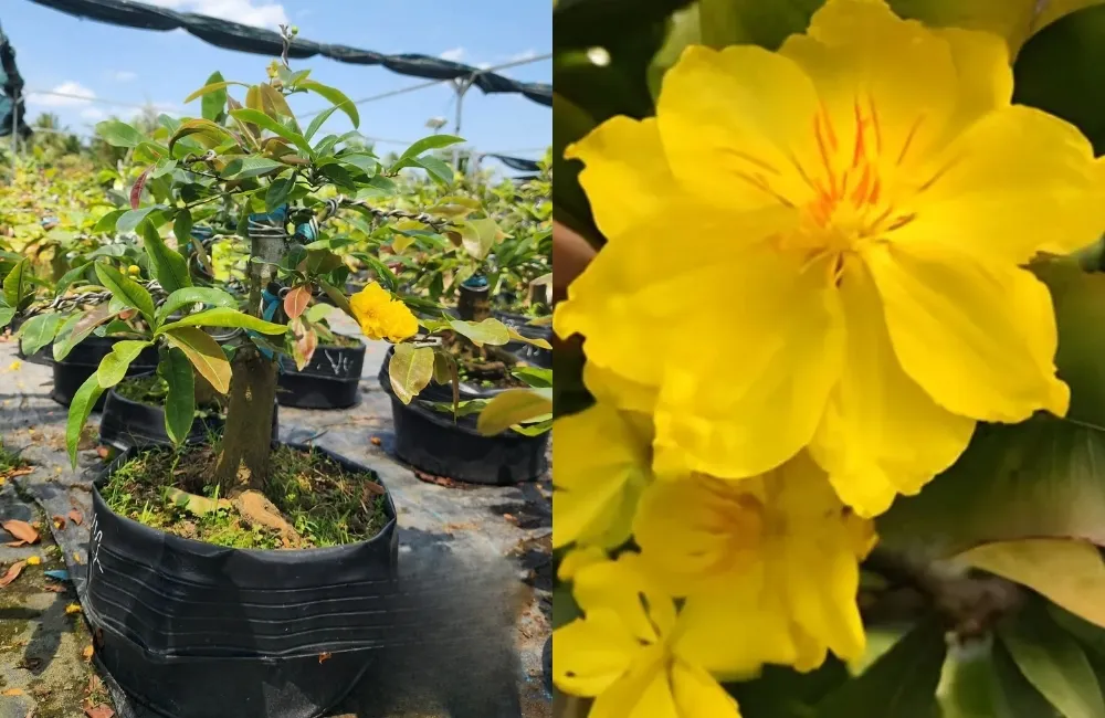 Phân loại các bệnh phổ biến trên mai cúc tường vy theo nhóm nguyên nhân