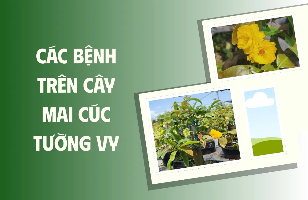 Nhận diện nhanh các dấu hiệu bệnh thường gặp trên mai cúc tường vy