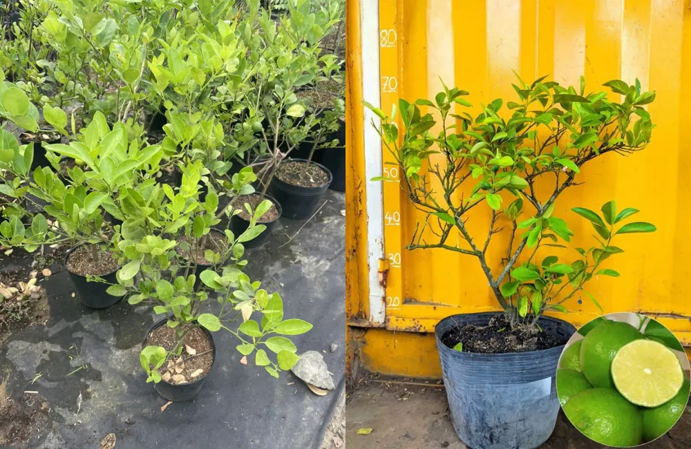 So sánh các giống chanh giấy phổ biến