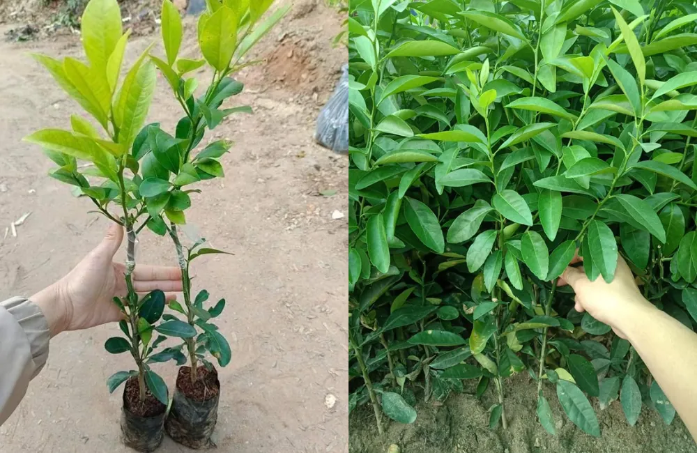 Kinh nghiệm chọn giống chanh giấy chất lượng, phù hợp