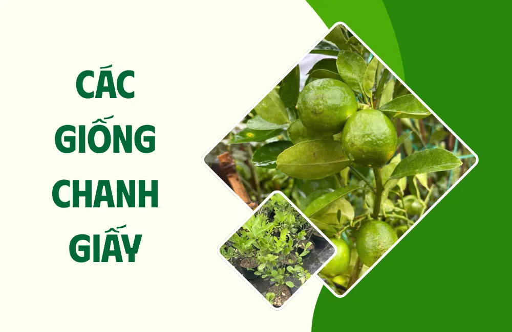 Tổng quan về chanh giấy và đặc điểm chung
