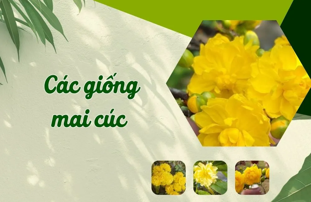 Các giống mai cúc