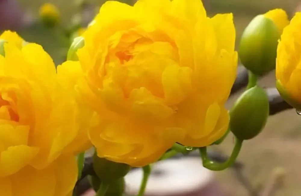 Các giống mai cúc