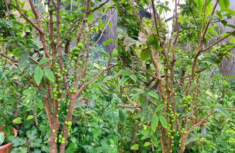 Giống nho thân gỗ 12 vụ quả to, giá trị cao