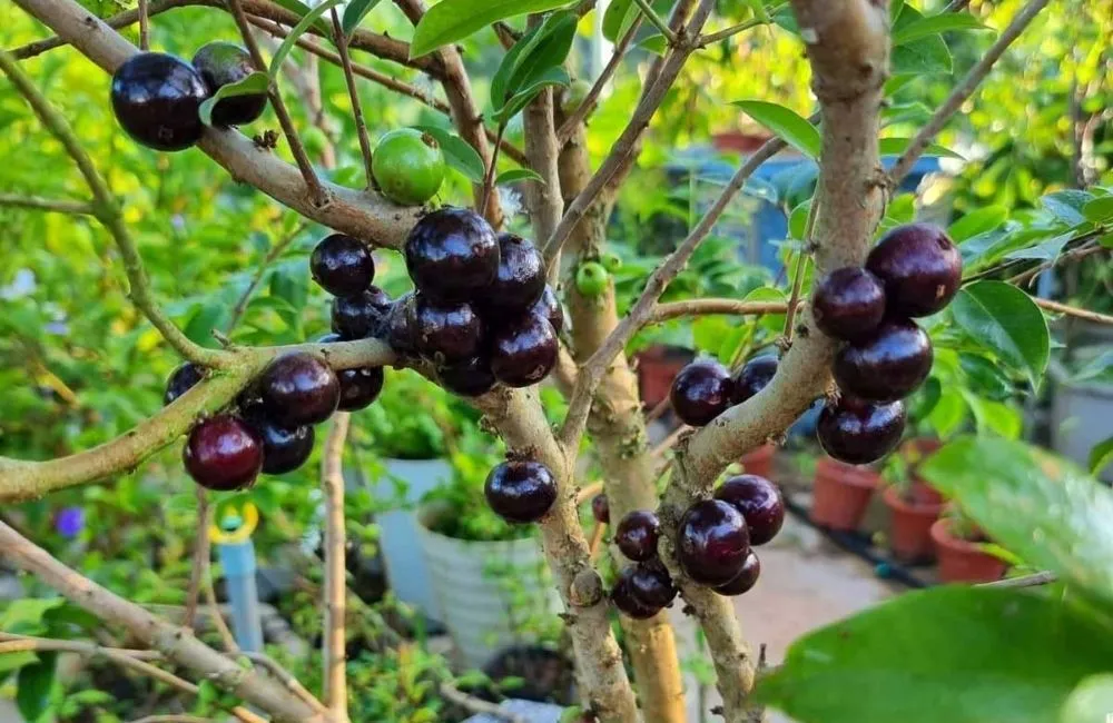Kinh nghiệm chọn giống Nho Thân Gỗ 12 vụ phù hợp