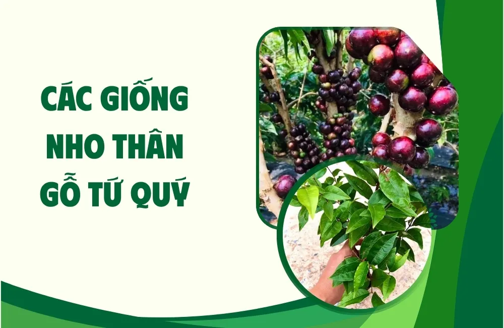Tổng quan về nho thân gỗ tứ quý