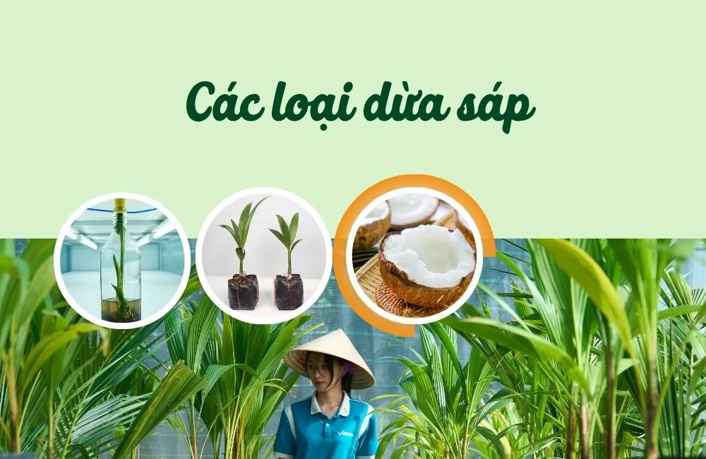 Các loại dừa sáp hiện nay
