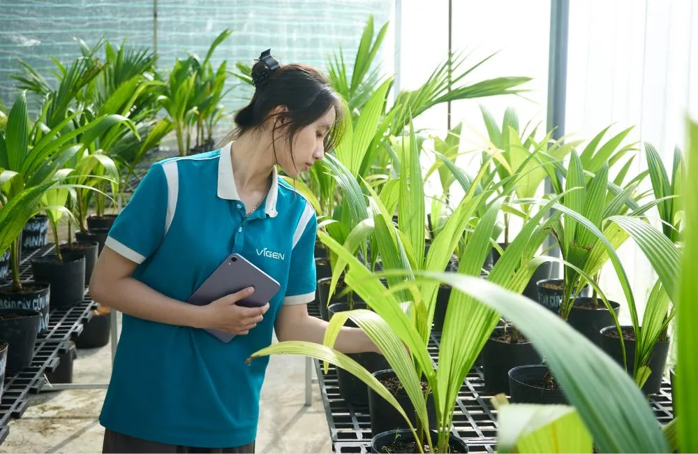 Các loại dừa sáp hiện nay