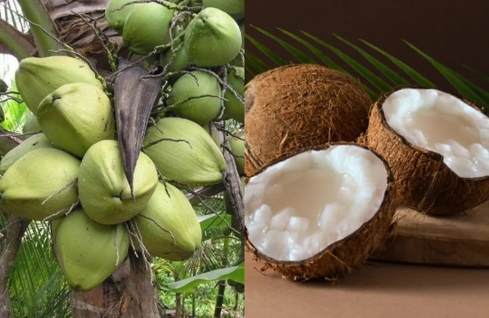 Các loại dừa sáp hiện nay