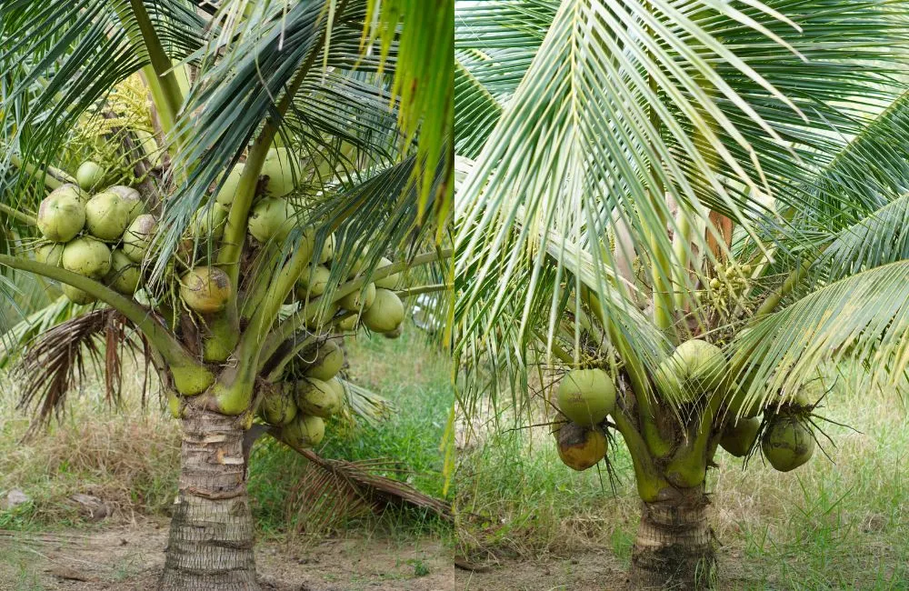Các loại dừa sáp hiện nay