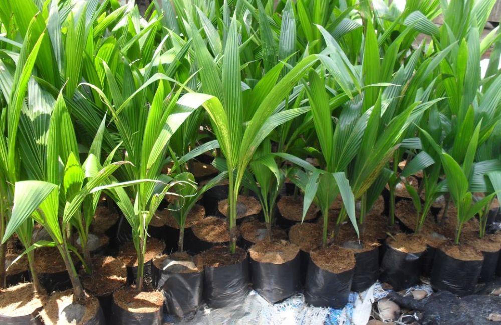 Cách chăm sóc dừa sáp