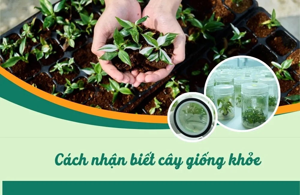 Cách nhận biết cây giống khỏe