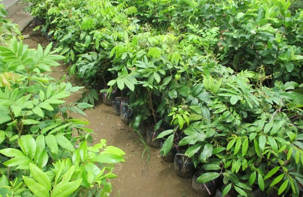 Cách nhận biết cây giống khỏe