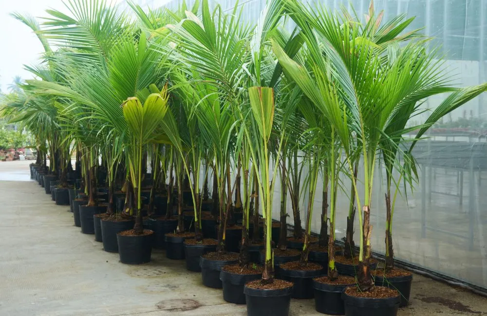 Cách nhận biết cây giống khỏe