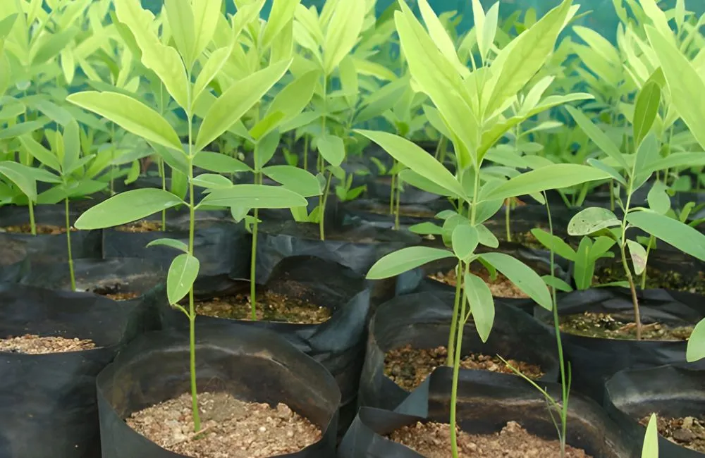 Cách nhận biết cây giống khỏe