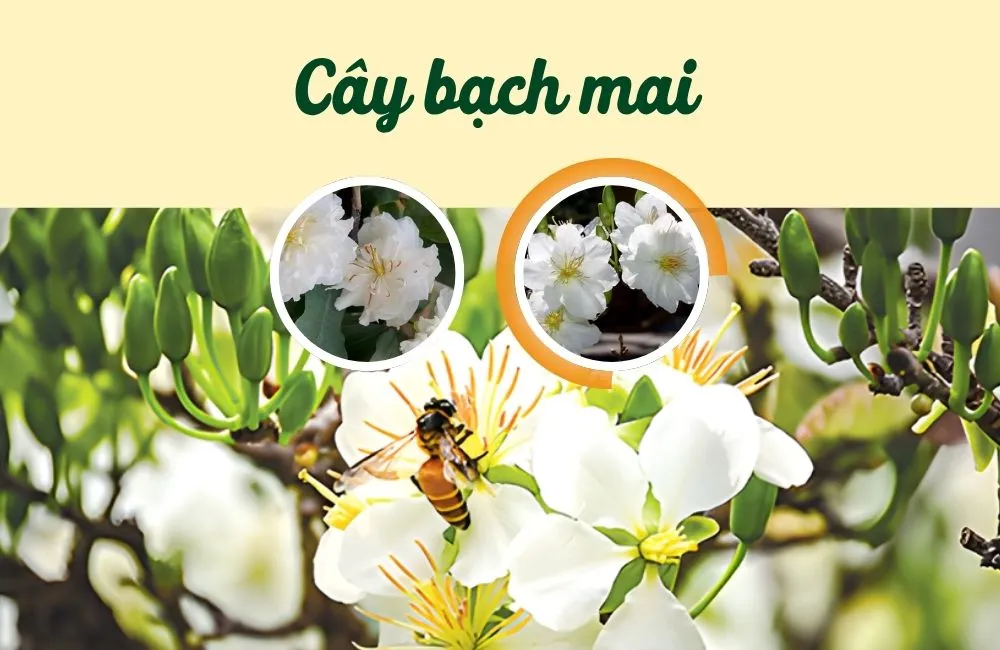 Cây bạch mai