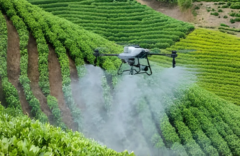 Cây giống cấy mô