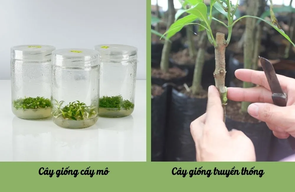 Cây giống cấy mô và cây giống truyền thống