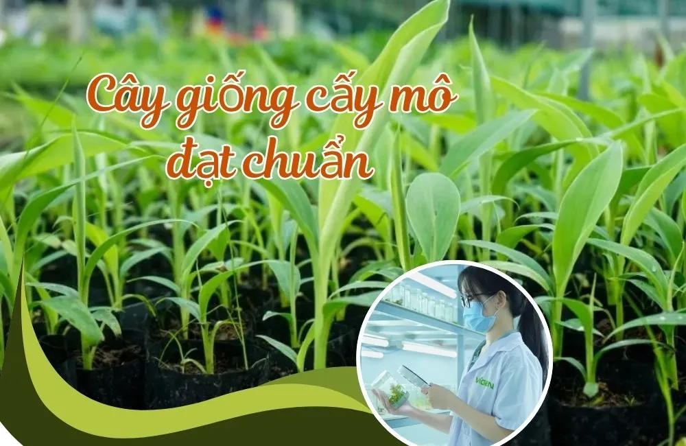 Cây giống cấy mô đạt chuẩn
