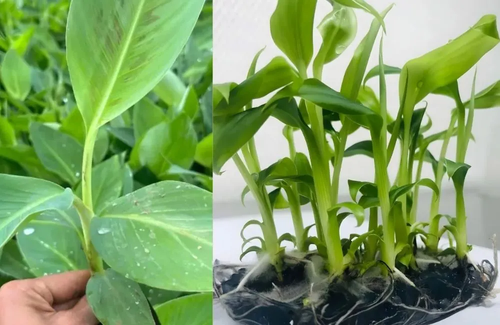Cây giống cấy mô đạt chuẩn