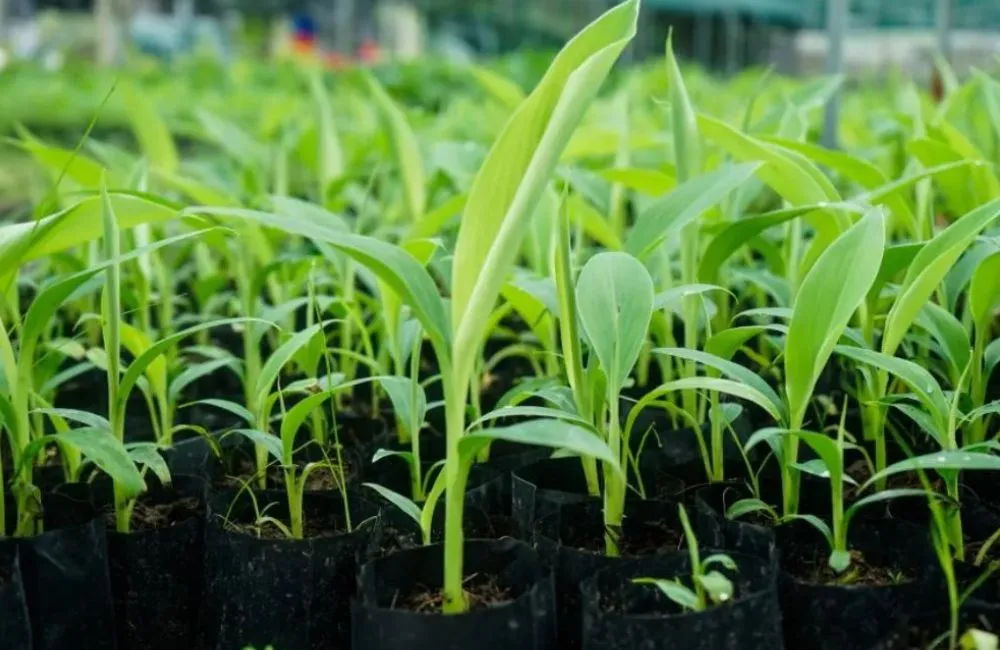 Cây giống cấy mô đạt chuẩn