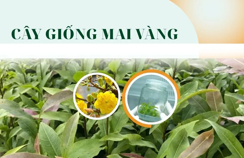 Cây giống mai vàng