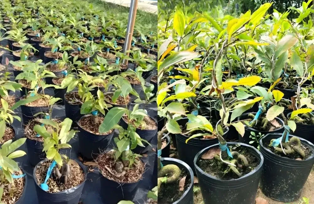 Cây giống mai vàng