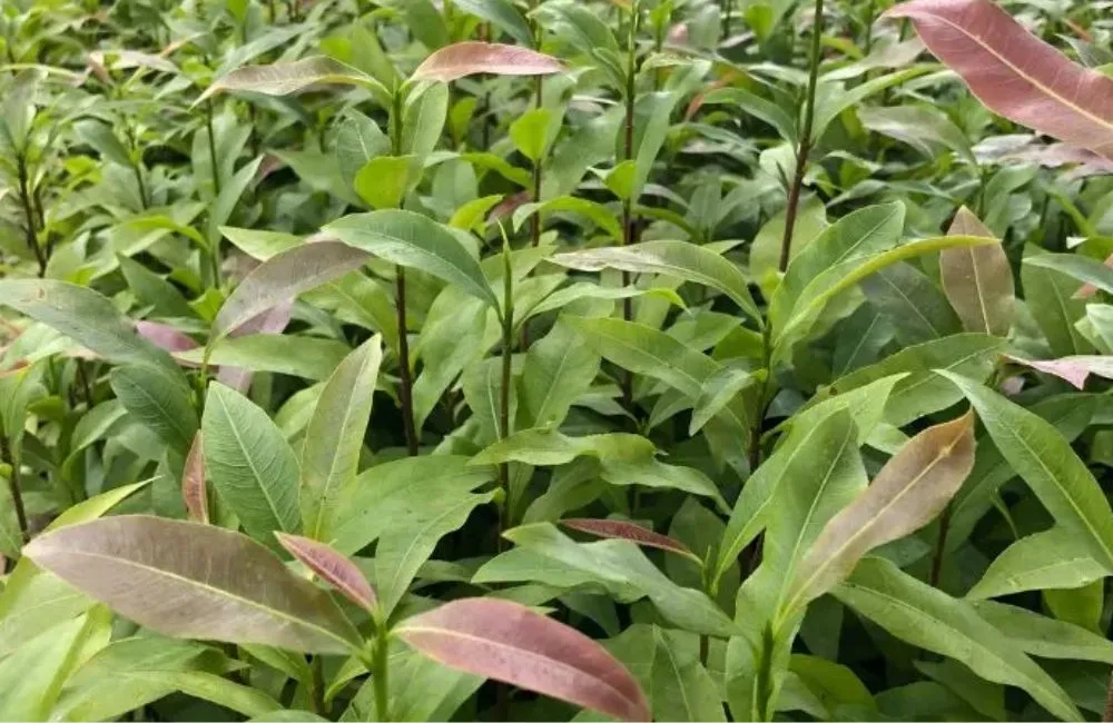 Cây giống mai vàng