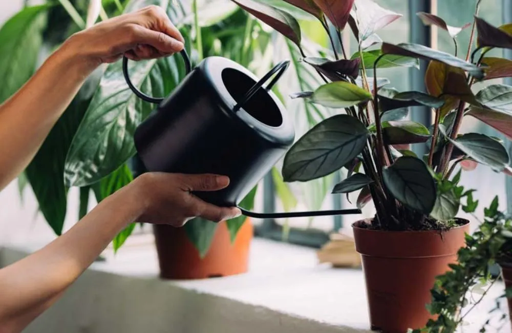 Cây kiểng lá cấy mô dễ chăm