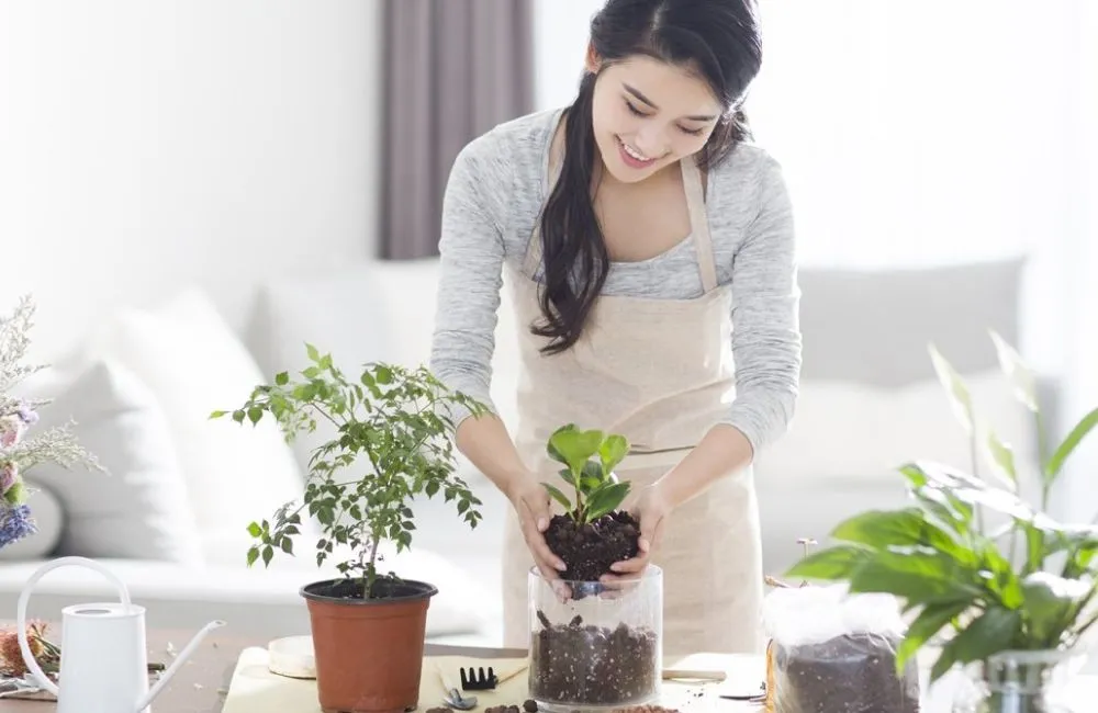 Cây kiểng lá cấy mô dễ chăm