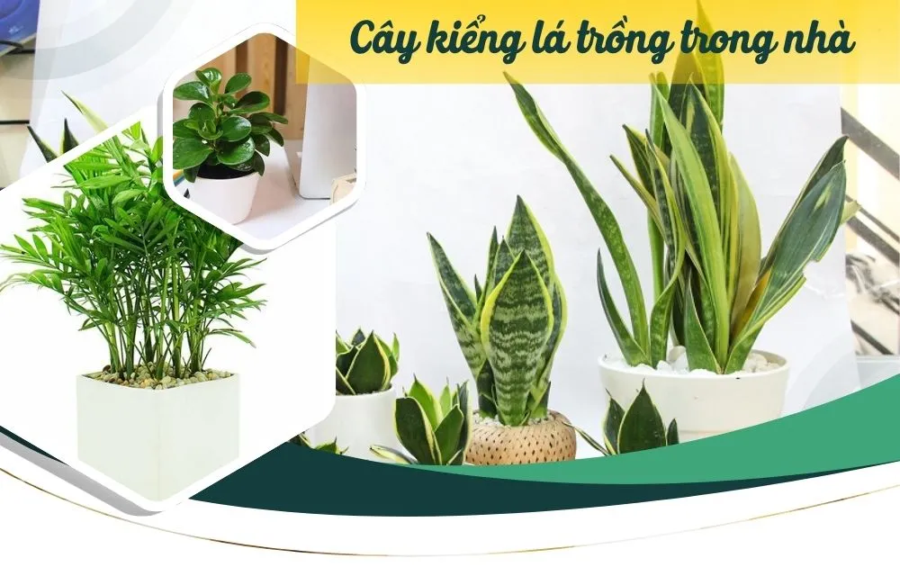 Cây kiểng lá trồng trong nhà