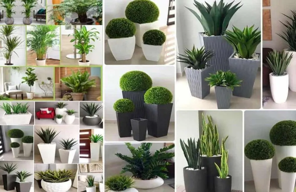 Cây kiểng lá trồng trong nhà