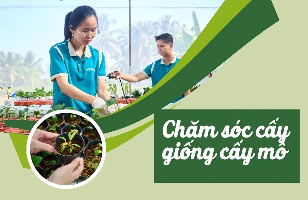 Chăm sóc cây giống cấy mô