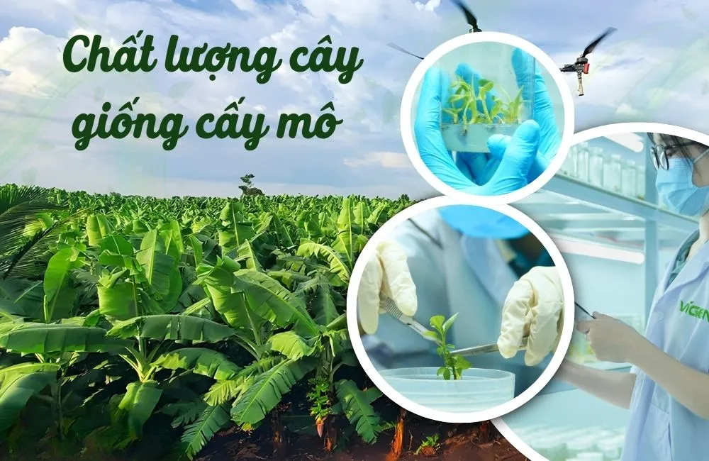 Chất lượng cây giống cấy mô