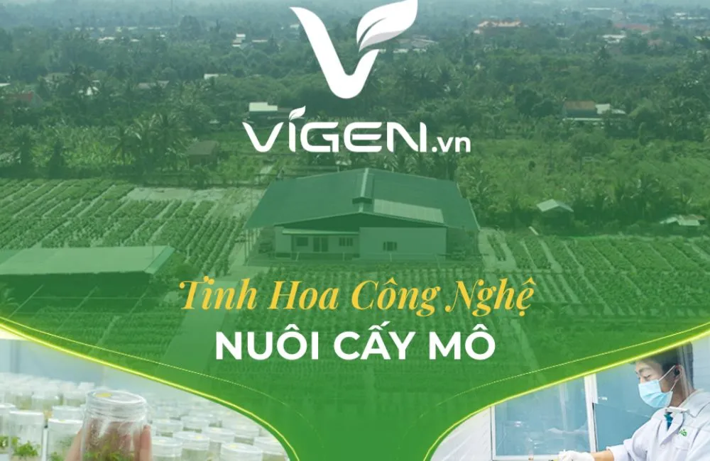 Chất lượng cây giống cấy mô