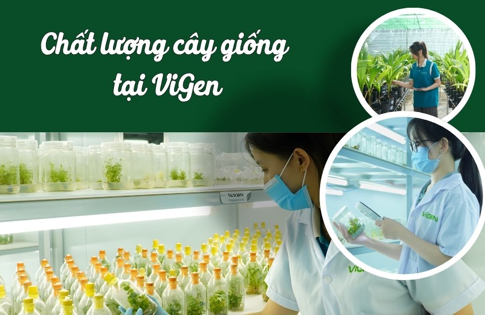 Chất lượng cây giống ViGen